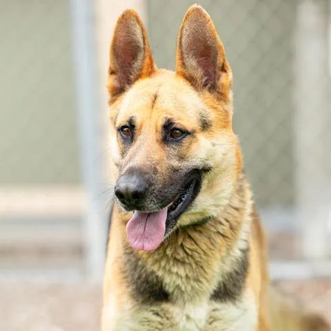 An adult large-sized male German Shepherd Dog dog named Chippy for adoption in Camarillo, CA