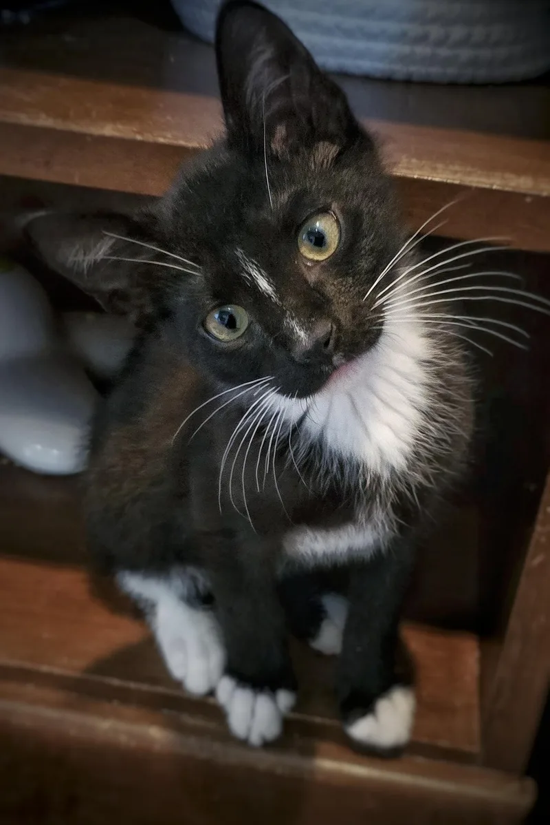 A baby small-sized female Domestic Short Hair cat named French Fry for adoption in BREINIGSVILLE, PA