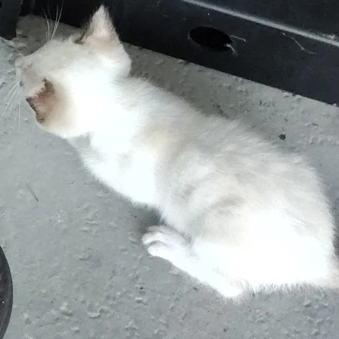 A baby small-sized female Brown / Chocolate Siamese cat named Tara for adoption in West Palm Beach, FL