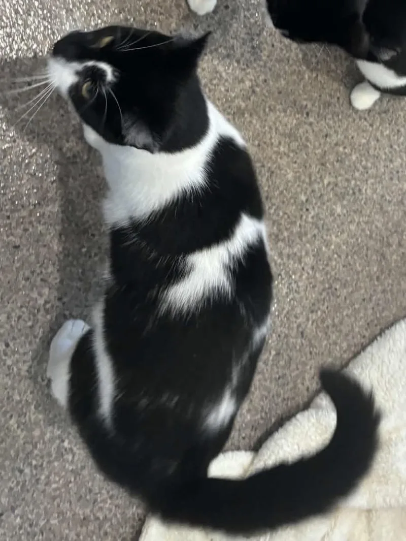 A young medium-sized female Black & White / Tuxedo Domestic Short Hair cat named Gizmo for adoption in Sault Sainte Marie, MI