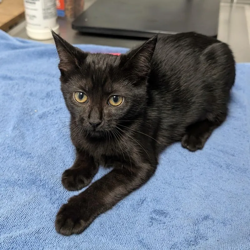 A baby small-sized female Black Domestic Short Hair cat named Claire for adoption in Brookfield, WI