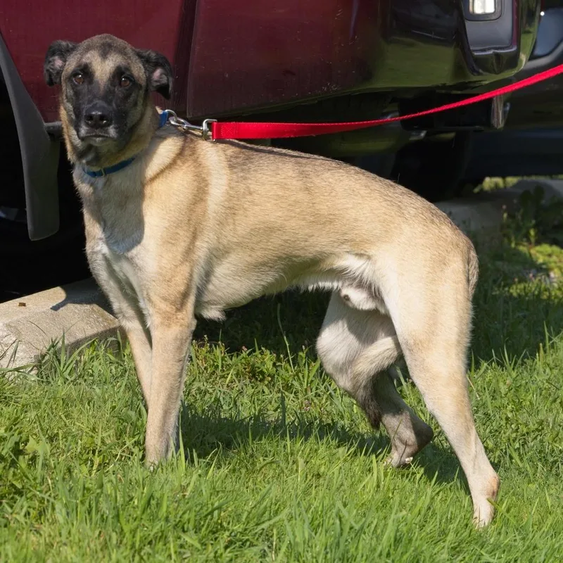 An adult medium-sized male Apricot / Beige Shepherd dog named Riley for adoption in South Elgin, IL