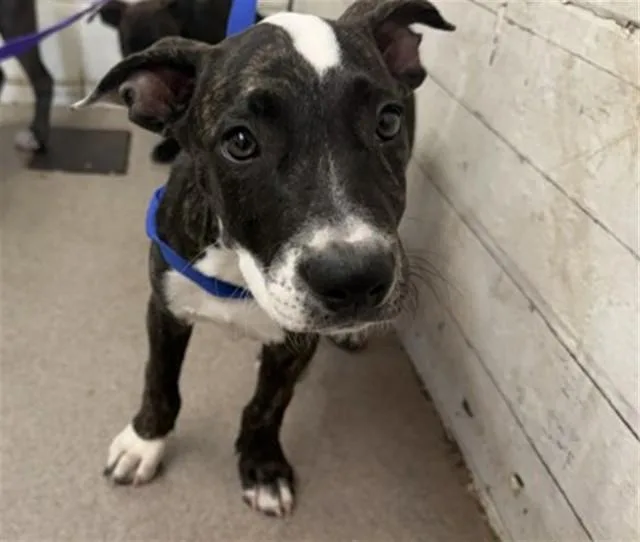 A baby small-sized female Pit Bull Terrier dog named Cleopatra for adoption in San Bernardino, CA