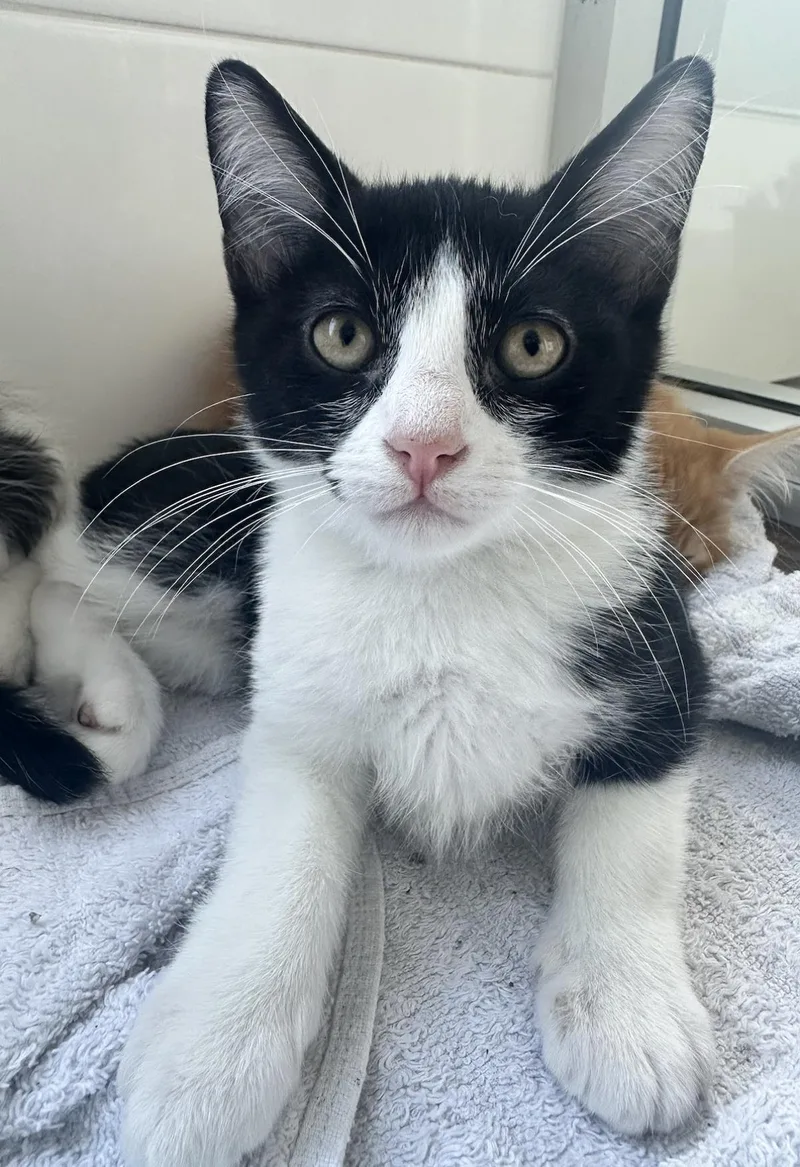 A baby small-sized male Black Domestic Short Hair cat named Baccarat for adoption in La Jolla, CA