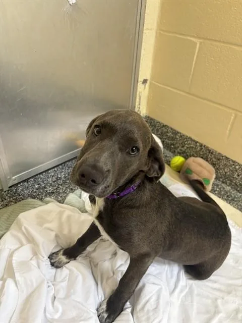 A baby medium-sized female Labrador Retriever dog named Stella for adoption in Brewster, MA