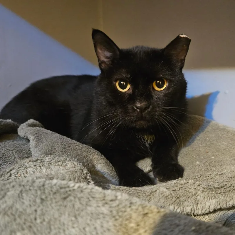 Hamilton thumbnail 2