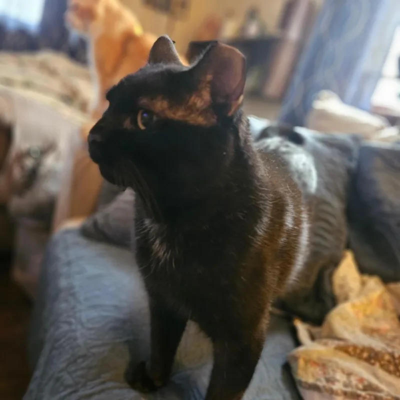 Hamilton thumbnail 3