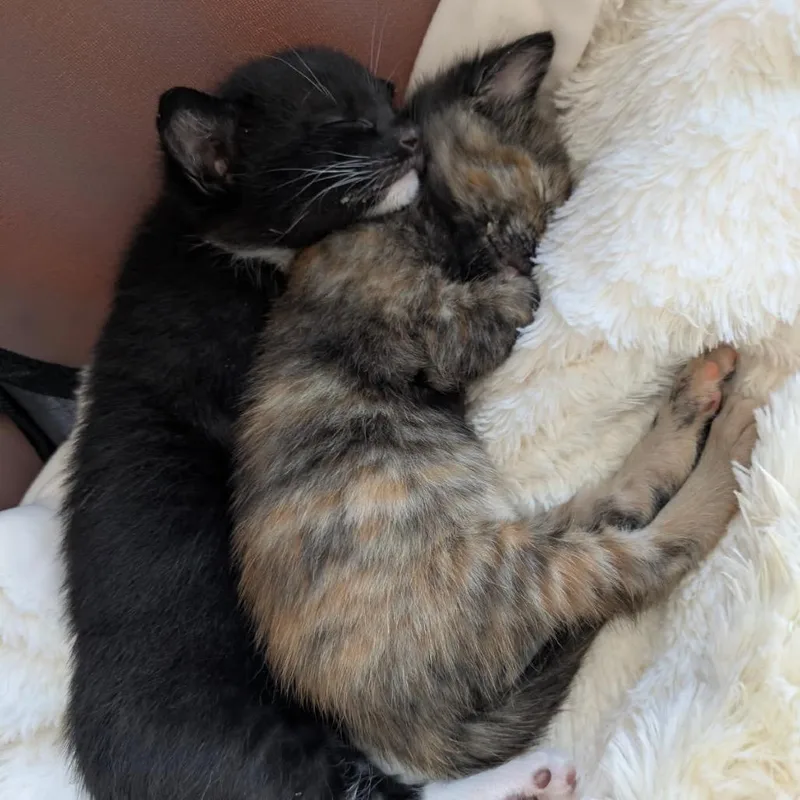 A baby small-sized female Tortoiseshell Domestic Short Hair cat named Marble for adoption in Pacific Grove, CA