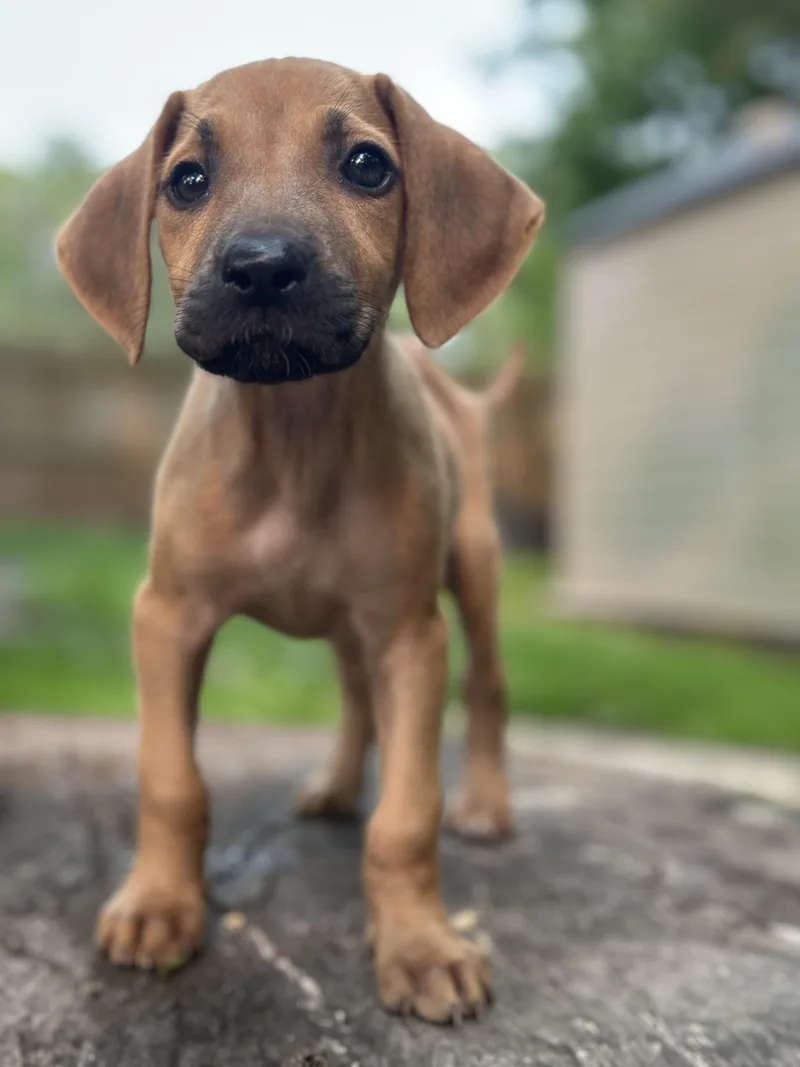 Penelope