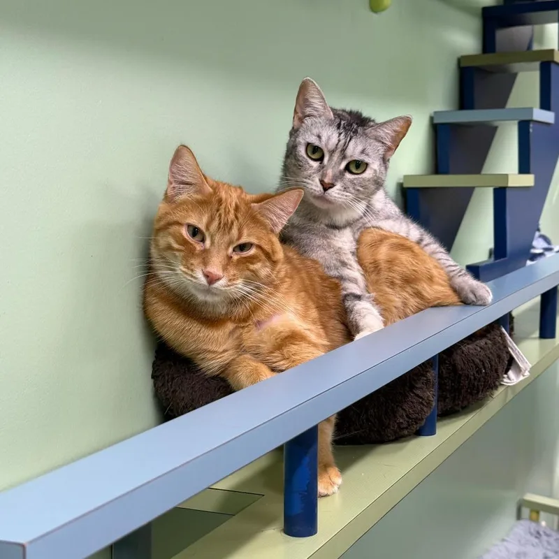 An adult medium-sized male Orange / Red Domestic Short Hair cat named Sparkz for adoption in Lauderhill, FL