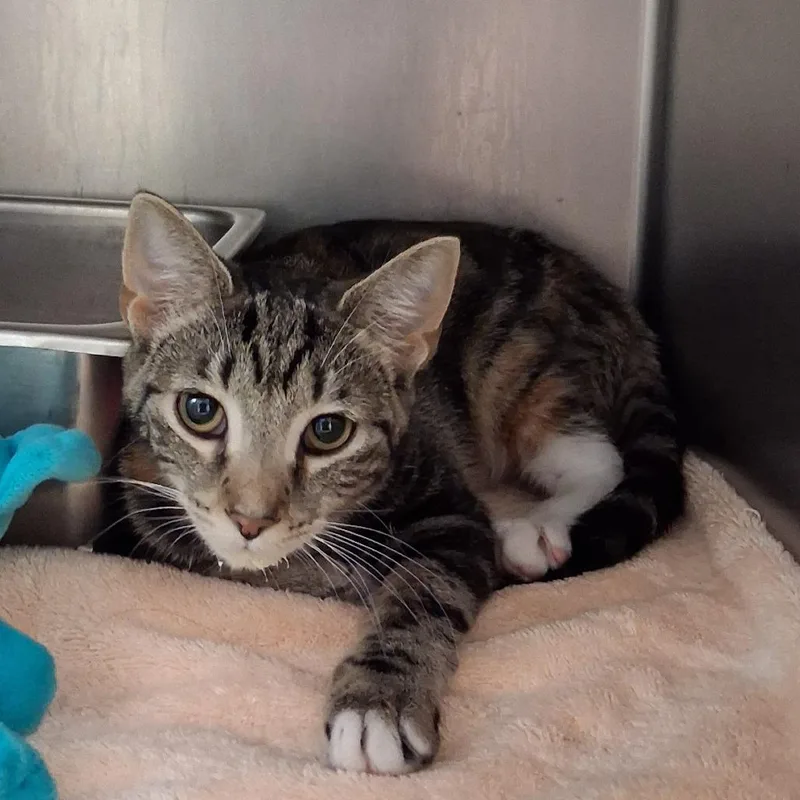 A young medium-sized female Domestic Short Hair cat named Alice for adoption in Auburn, AL