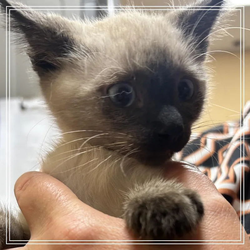 A baby small-sized female Gray / Blue / Silver Siamese cat named FWT Bunny for adoption in Midland, TX
