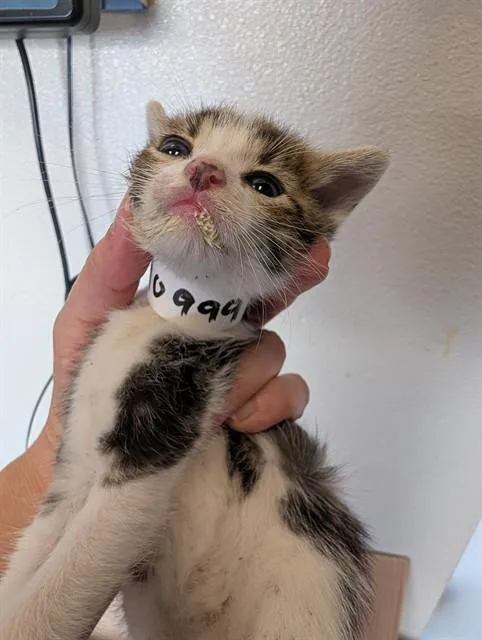 A baby small-sized male Domestic Short Hair cat named Cheshire for adoption in Ontario, CA