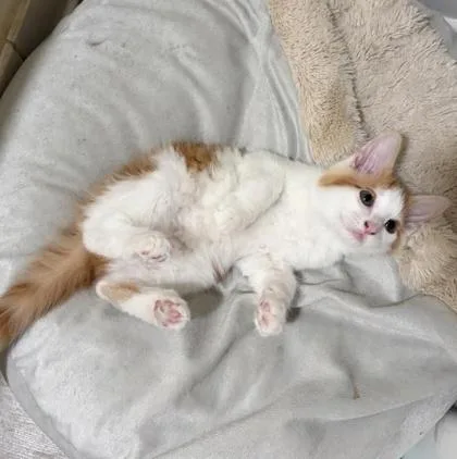 A baby small-sized male Domestic Short Hair cat named Groo for adoption in Elk Grove Village, IL