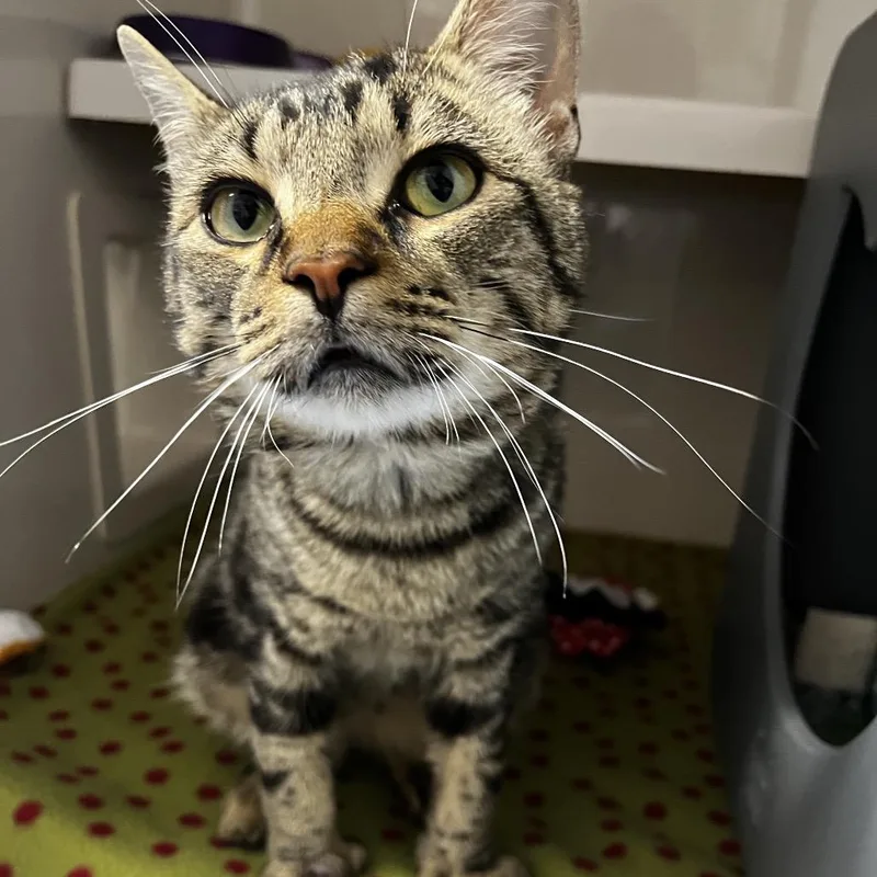 An adult large-sized male Black Domestic Short Hair cat named Tommy Two Thumbs for adoption in Watertown, NY