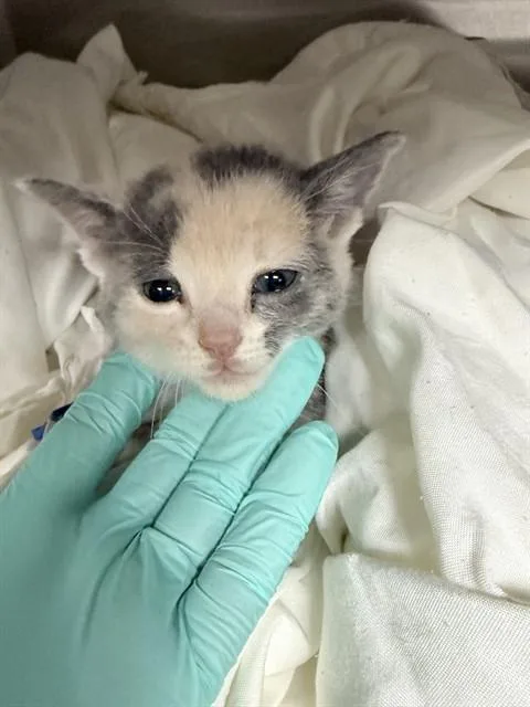 A baby small-sized female Domestic Short Hair cat named Cali for adoption in Riverside, CA