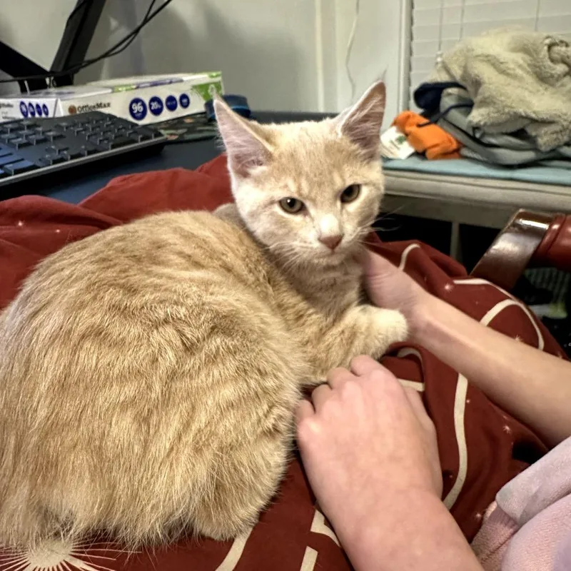 A young medium-sized male Buff / Tan / Fawn Domestic Short Hair cat named Newt for adoption in Auburn, AL