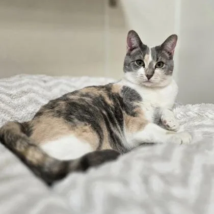 An adult medium-sized female Domestic Short Hair cat named Peach for adoption in Woodstock, IL