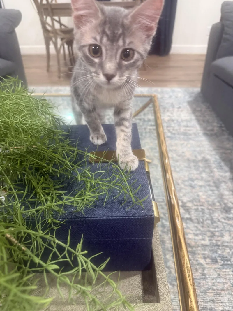 A young medium-sized male Domestic Short Hair cat named Bilbert for adoption in Scottsdale, AZ