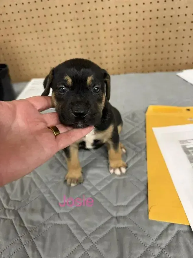 A baby small-sized female Tricolor (Brown, Black, & White) Mixed Breed dog named Josie for adoption in Grand Rapids, MI