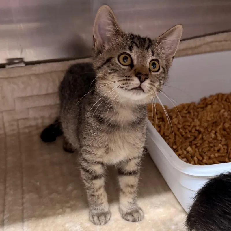 A baby small-sized female Brown / Chocolate Domestic Short Hair cat named Daffodil for adoption in Hinesville, GA