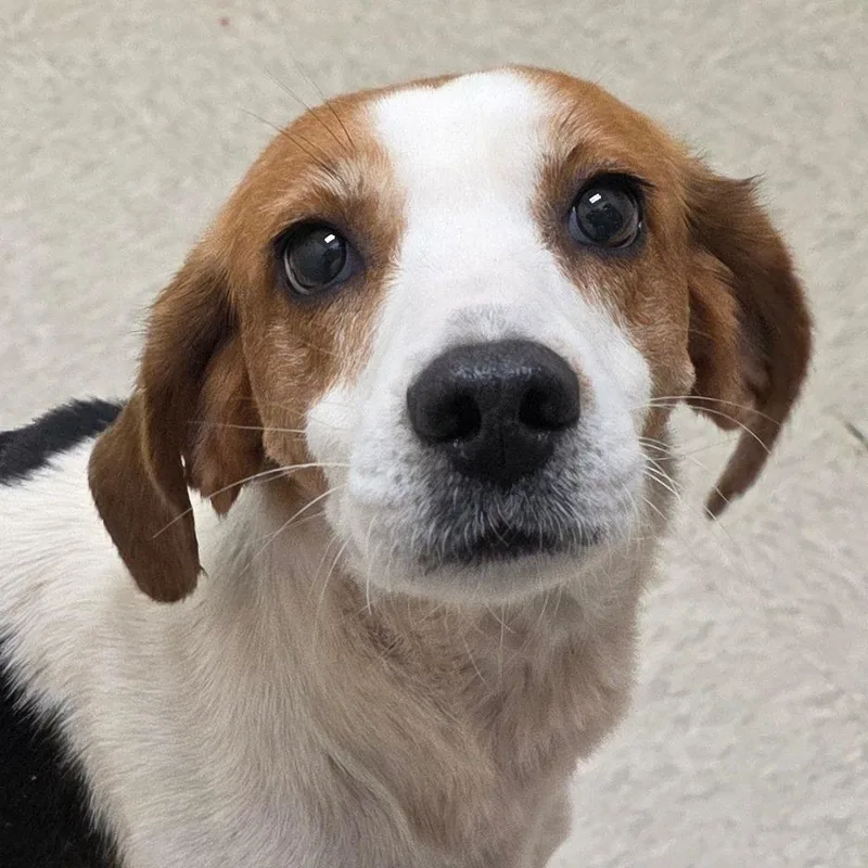 An adult medium-sized female Brown / Chocolate Hound dog named Saratoga Springs for adoption in Chatham, VA