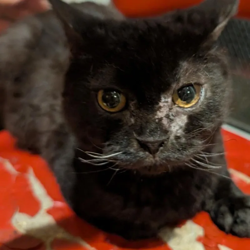A young small-sized male Black Domestic Short Hair cat named Poppy for adoption in Bel Air, MD