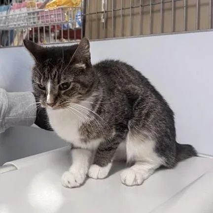 An adult medium-sized female Brown / Chocolate Domestic Short Hair cat named Azara for adoption in New York, NY