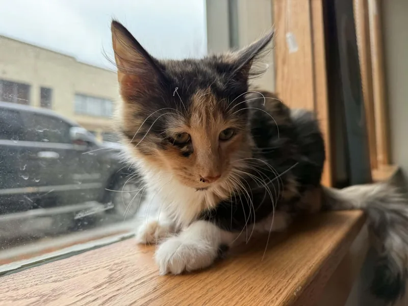 A baby medium-sized female Domestic Medium Hair cat named Cappy for adoption in West Lafayette, IN