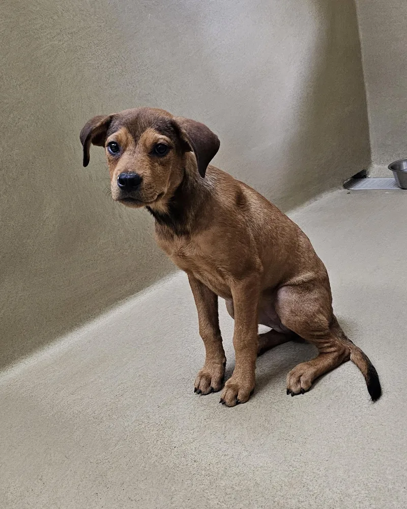 A baby medium-sized female Bicolor Shepherd dog named Willow for adoption in Monroe, GA