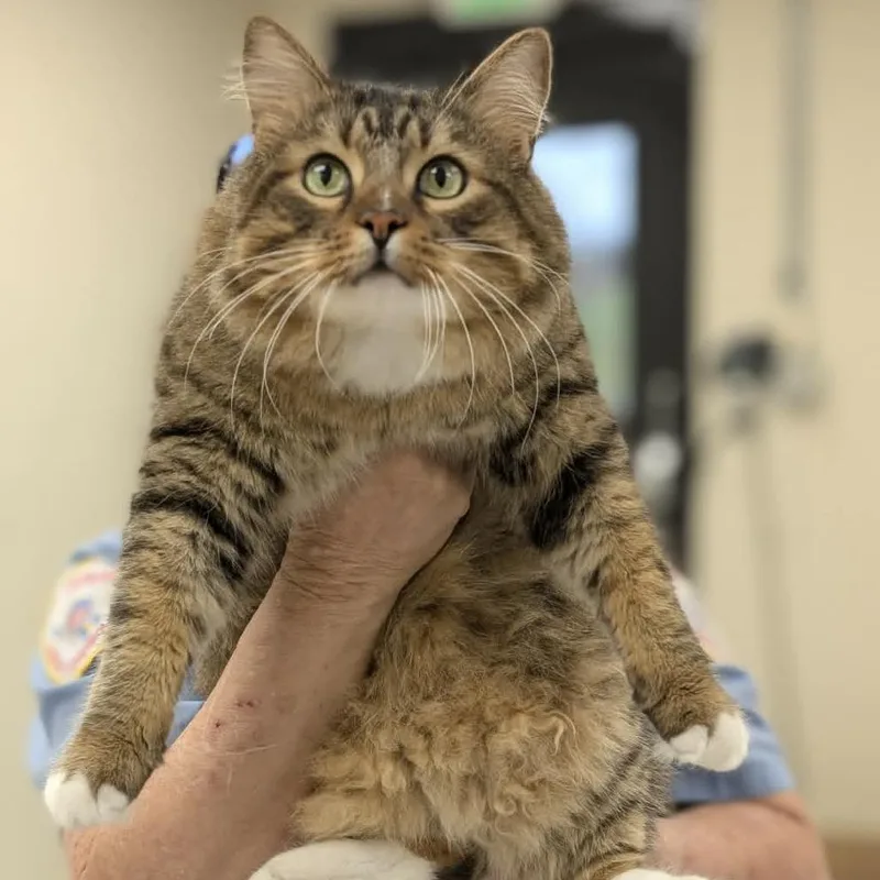 An adult large-sized male Orange / Red Maine Coon cat named Asher for adoption in CHANUTE, KS