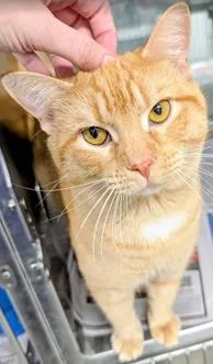 An adult large-sized male Domestic Short Hair cat named Cody for adoption in Fairfax, VA