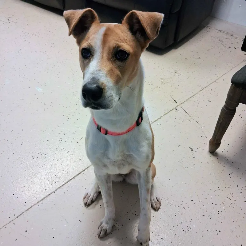 A young large-sized female Retriever dog named Sassafras for adoption in Blountville, TN