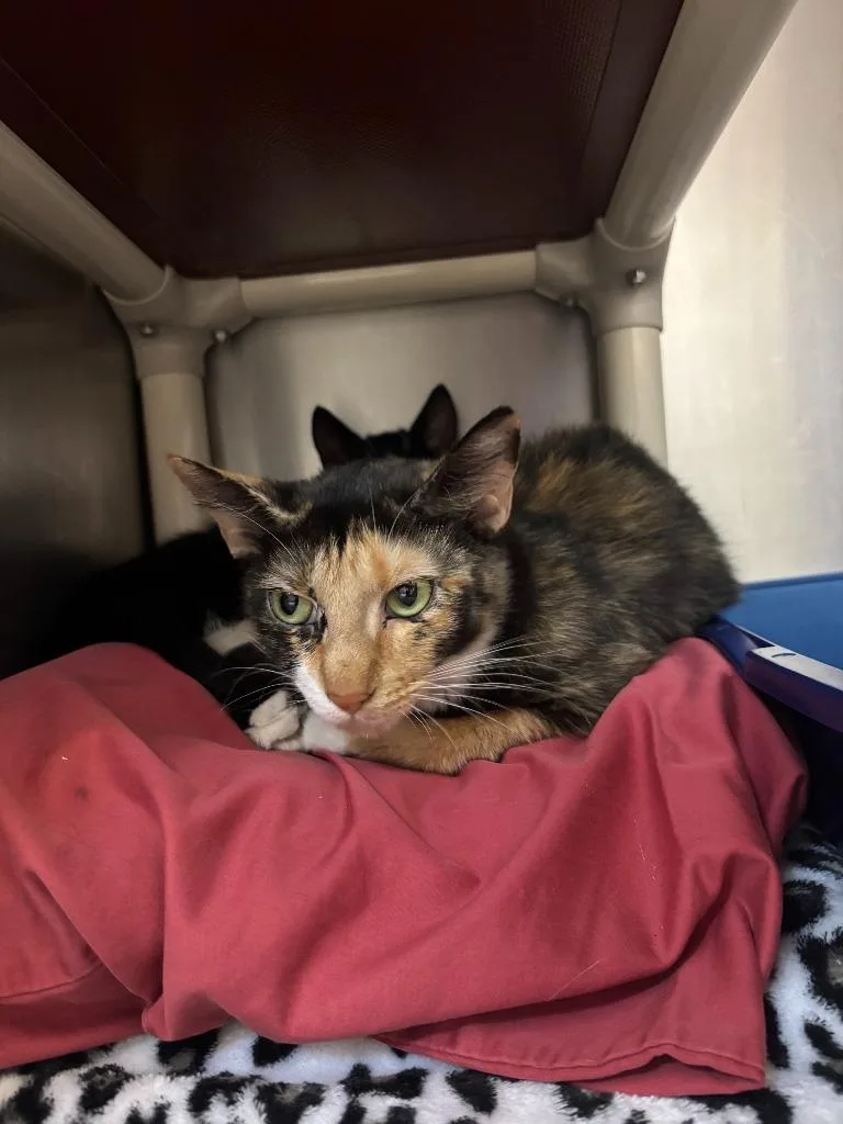 A young medium-sized female Domestic Short Hair cat named Mothra for adoption in Pomona, NY