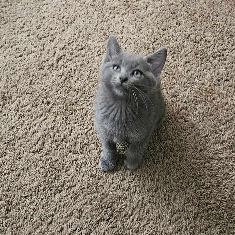 A baby small-sized male Gray / Blue / Silver Domestic Short Hair cat named Frosted Flakes for adoption in Hemet, CA