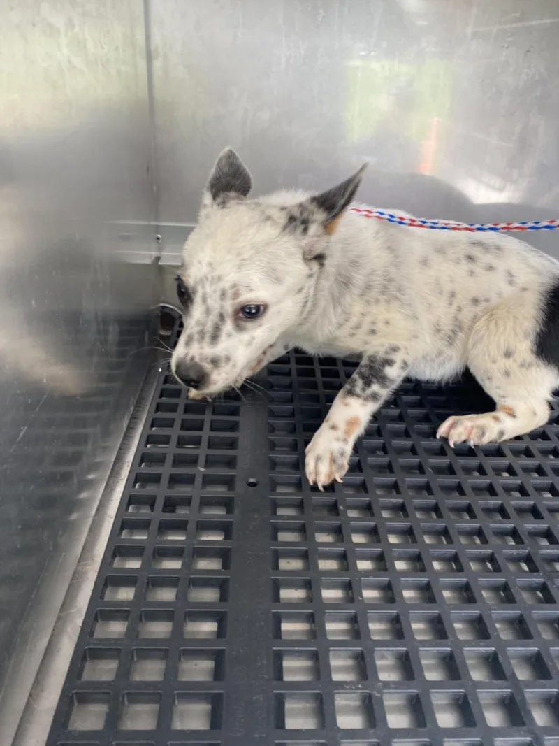 A baby small-sized male Mixed Breed dog named Dennis for adoption in Dallas, TX