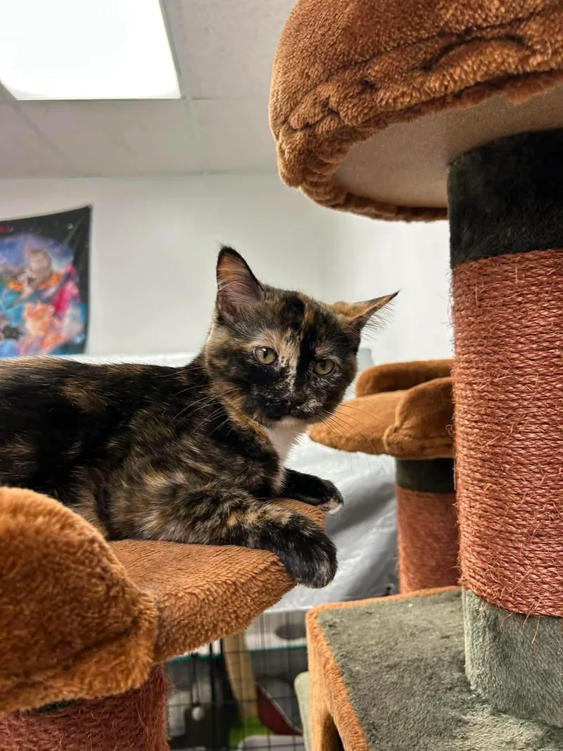 A baby small-sized female Tortoiseshell cat named Little Girl for adoption in Crystal Lake, IL