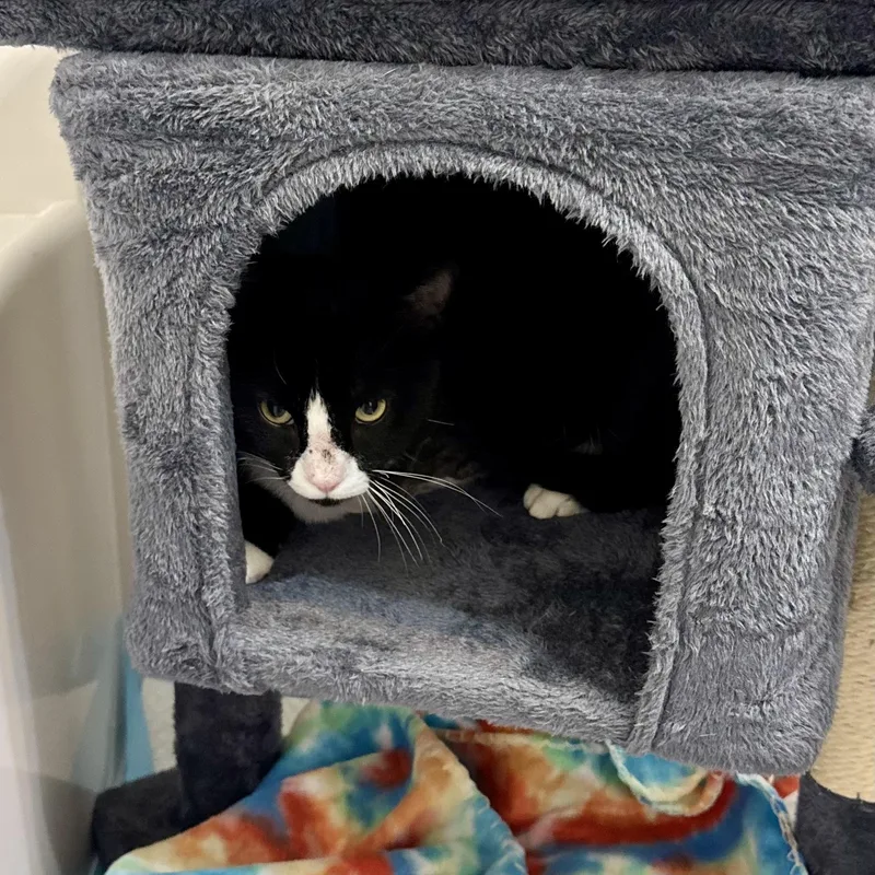An adult medium-sized male Black & White / Tuxedo Domestic Short Hair cat named Pogo for adoption in Baytown, TX
