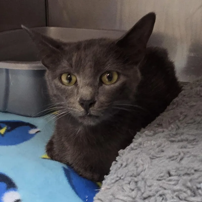 A young medium-sized male Gray / Blue / Silver Domestic Short Hair cat named Murphy for adoption in Camden, DE