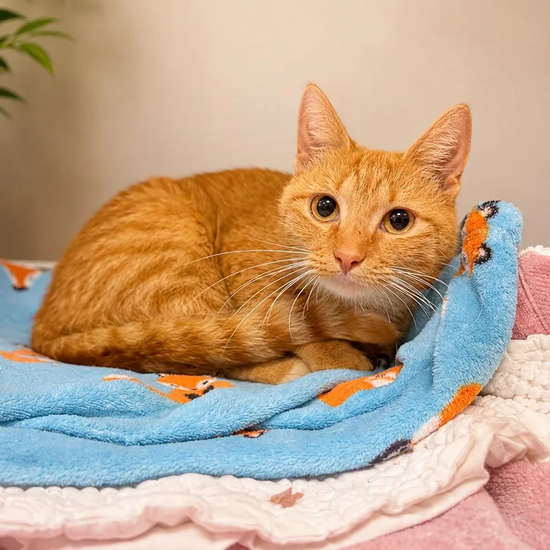 An adult small-sized female Orange / Red Domestic Short Hair cat named Gertrude for adoption in Hopkinton, MA
