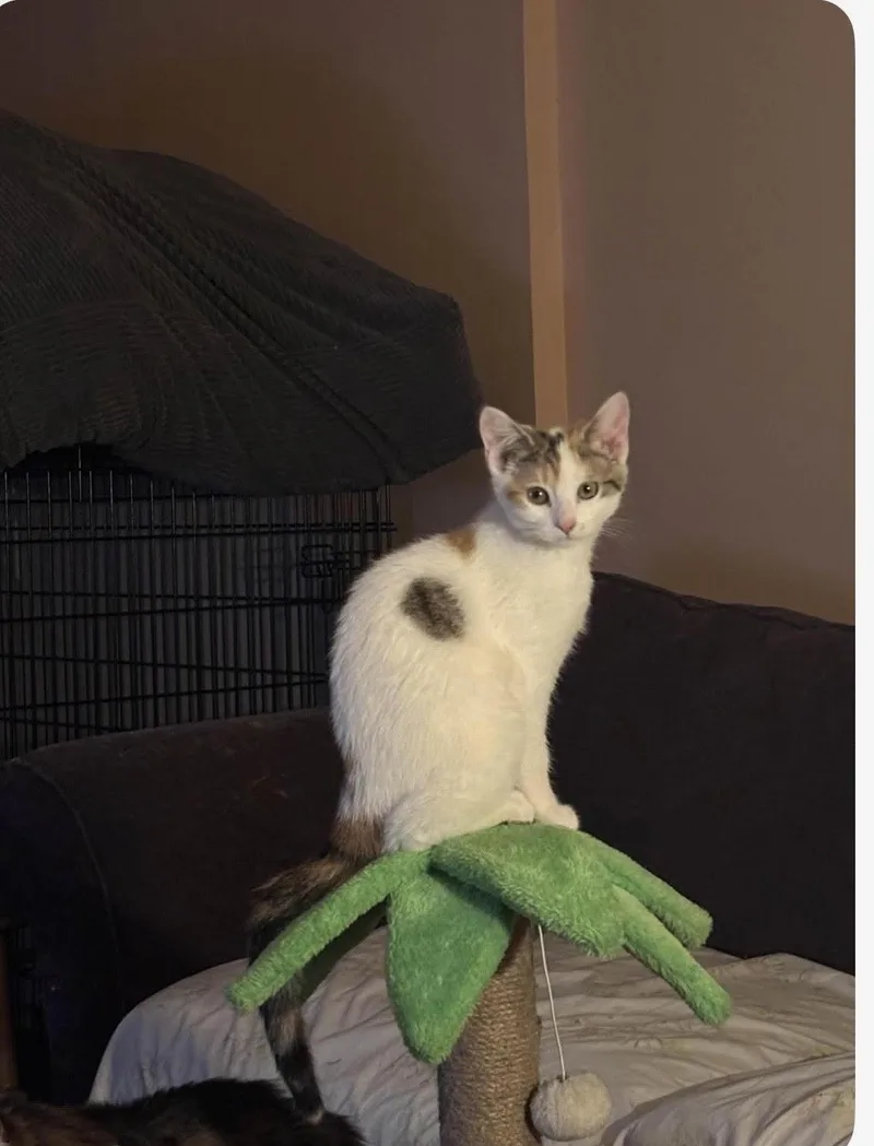 Mork And Mindy thumbnail 2