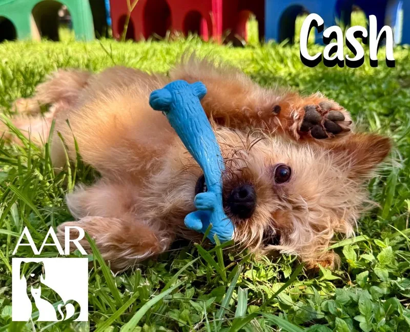 Cash thumbnail 2