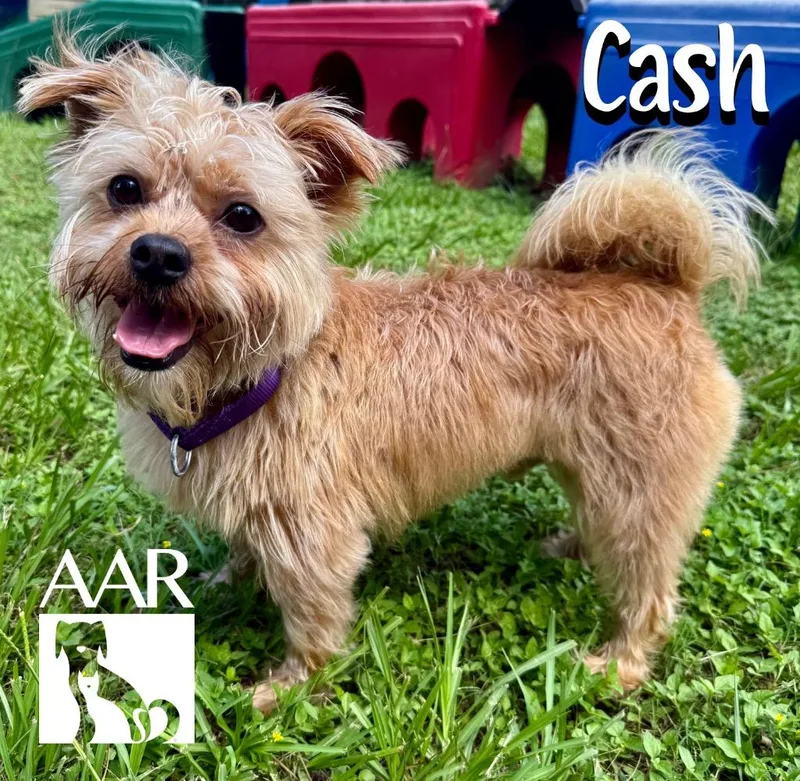 Cash thumbnail 3
