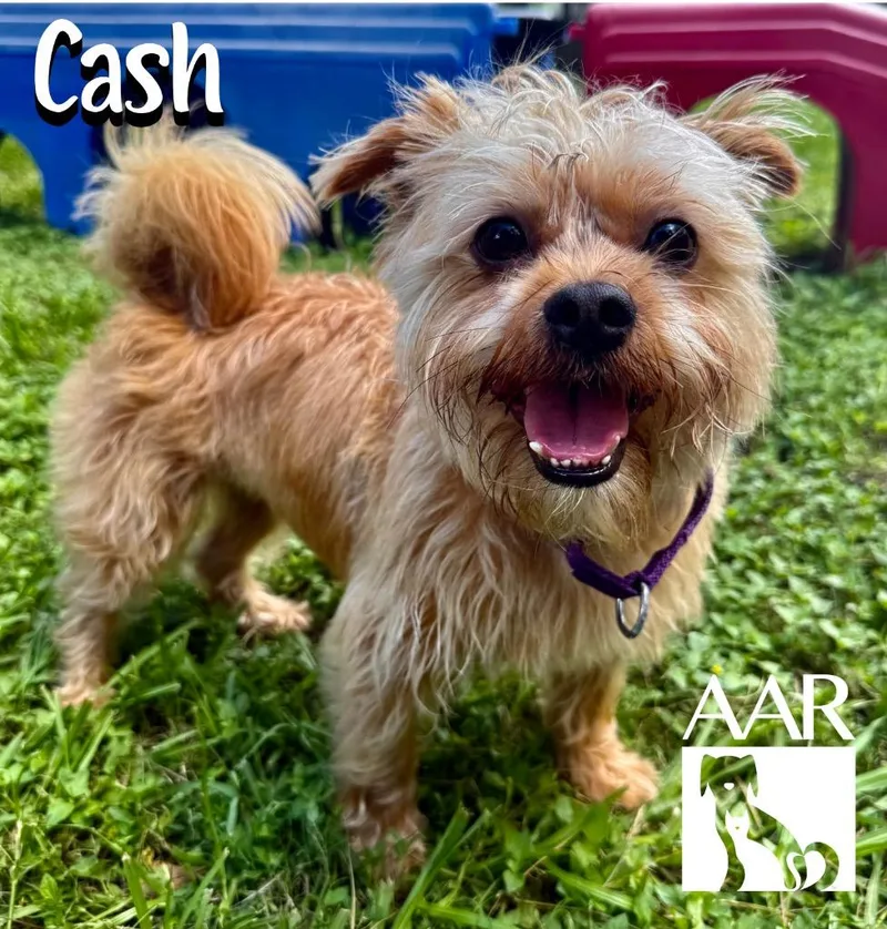 Cash thumbnail 4