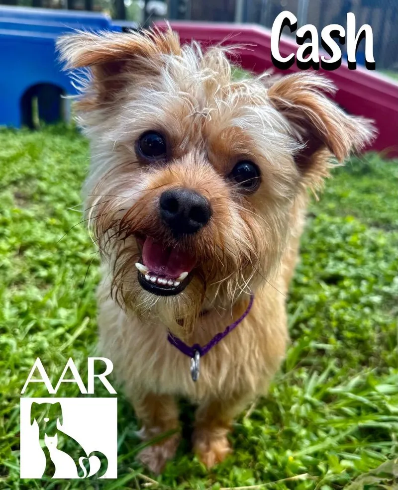 Cash thumbnail 5