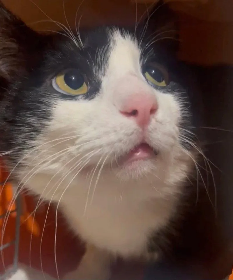 An adult medium-sized male Black & White / Tuxedo Domestic Short Hair cat named Marshmallow for adoption in Cromwell, KY