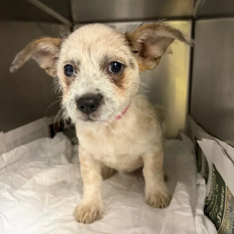A baby small-sized female White / Cream Mixed Breed dog named Gabby for adoption in Ardmore, OK