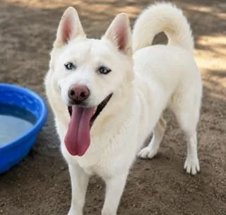An adult large-sized male Siberian Husky dog named Max for adoption in Thousand Palms, CA