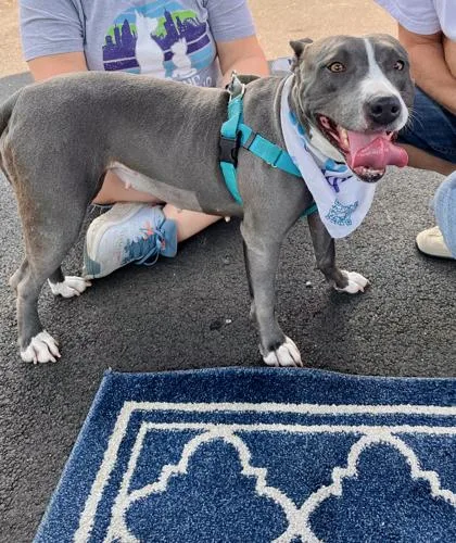 An adult medium-sized female Mixed Breed dog named Gumdrop Button for adoption in Atlanta, GA