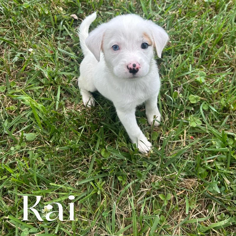 A baby large-sized female White / Cream Mixed Breed dog named Kai for adoption in Spring hill, TN